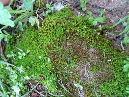 Image of hyophila moss