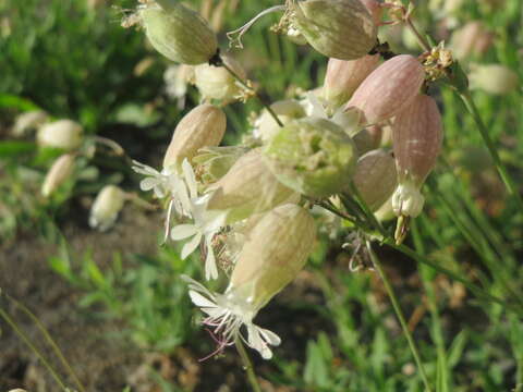 Image of Bladder Campion