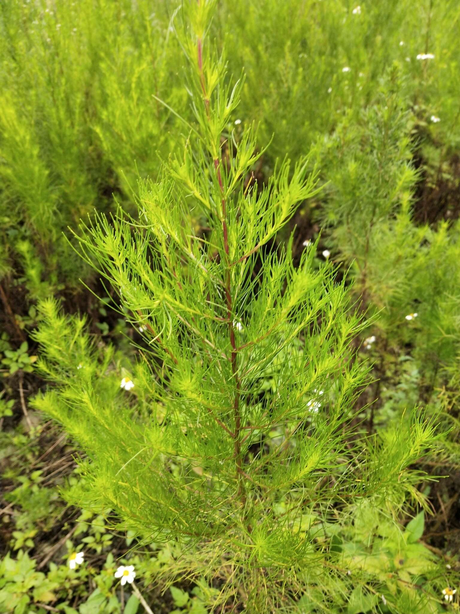 Image of Artemisia capillaris Thunb.