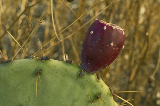 Opuntia pyrocarpa Griffiths resmi