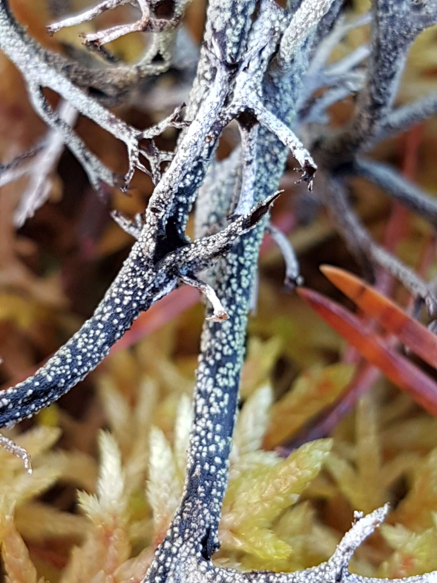 Imagem de Cladonia stygia (Fr.) Ruoss