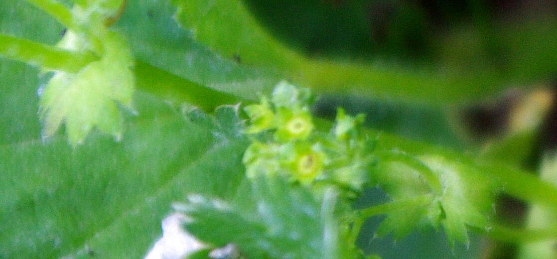 Image of Alchemilla semilunaris Alechin