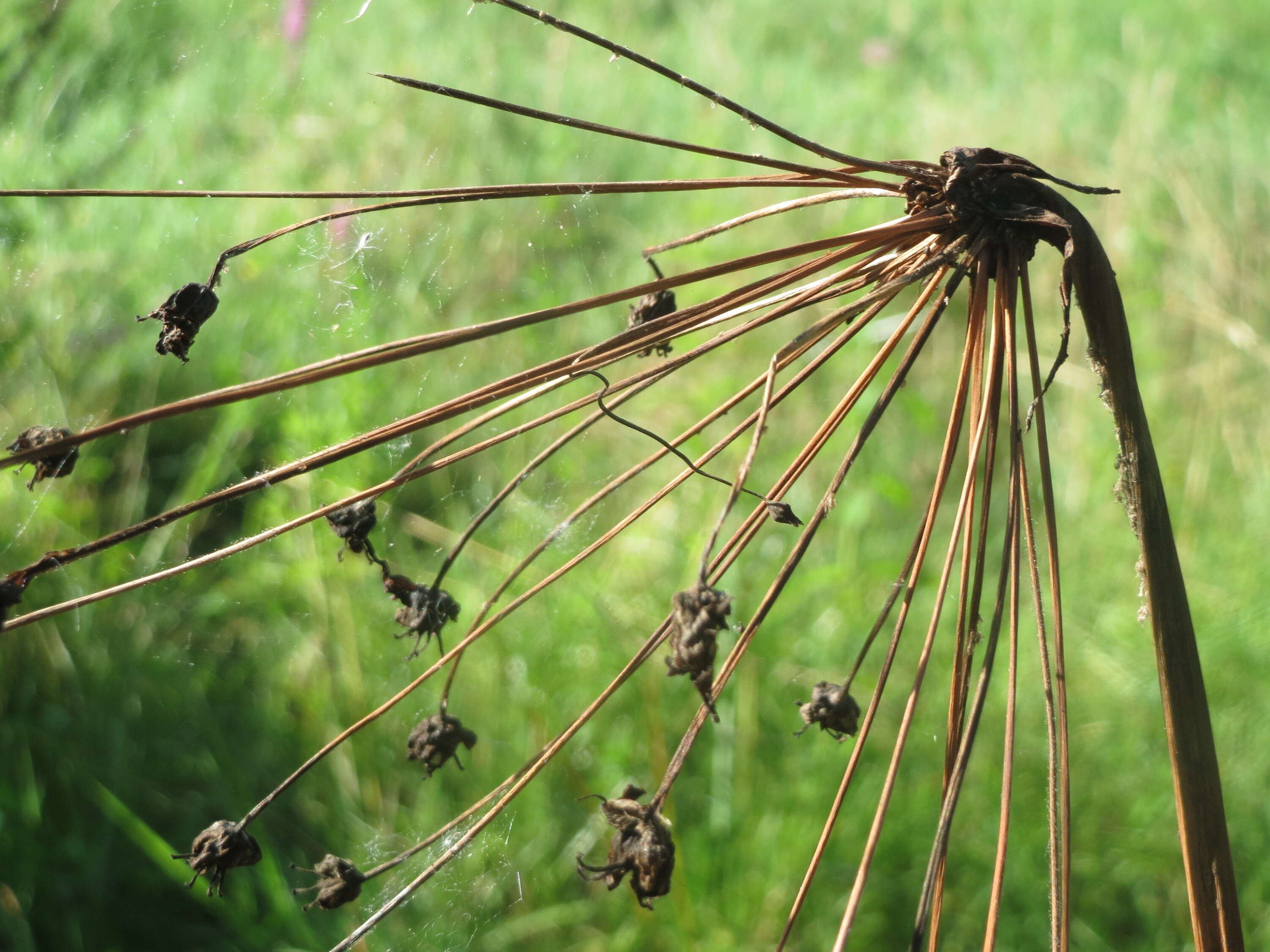 Image of flowering rush family