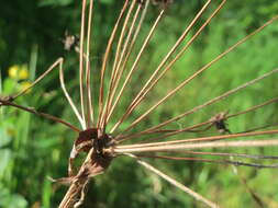 Image of flowering rush family