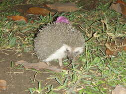 Image of Four-toed Hedgehog