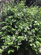 Image of Star-jasmine or Confederate-jasmine