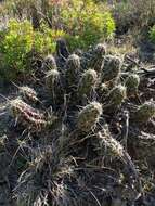 Image de Echinocereus enneacanthus subsp. brevispinus (W. O. Moore) N. P. Taylor