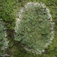 Image of phyllopsora lichen