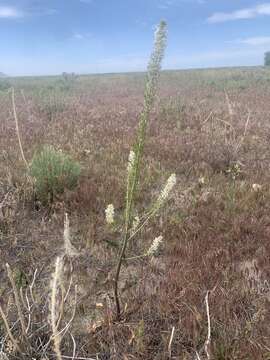 Слика од Thelypodium milleflorum A. Nelson