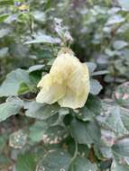 Image of Hibiscus diversifolius Jacq.