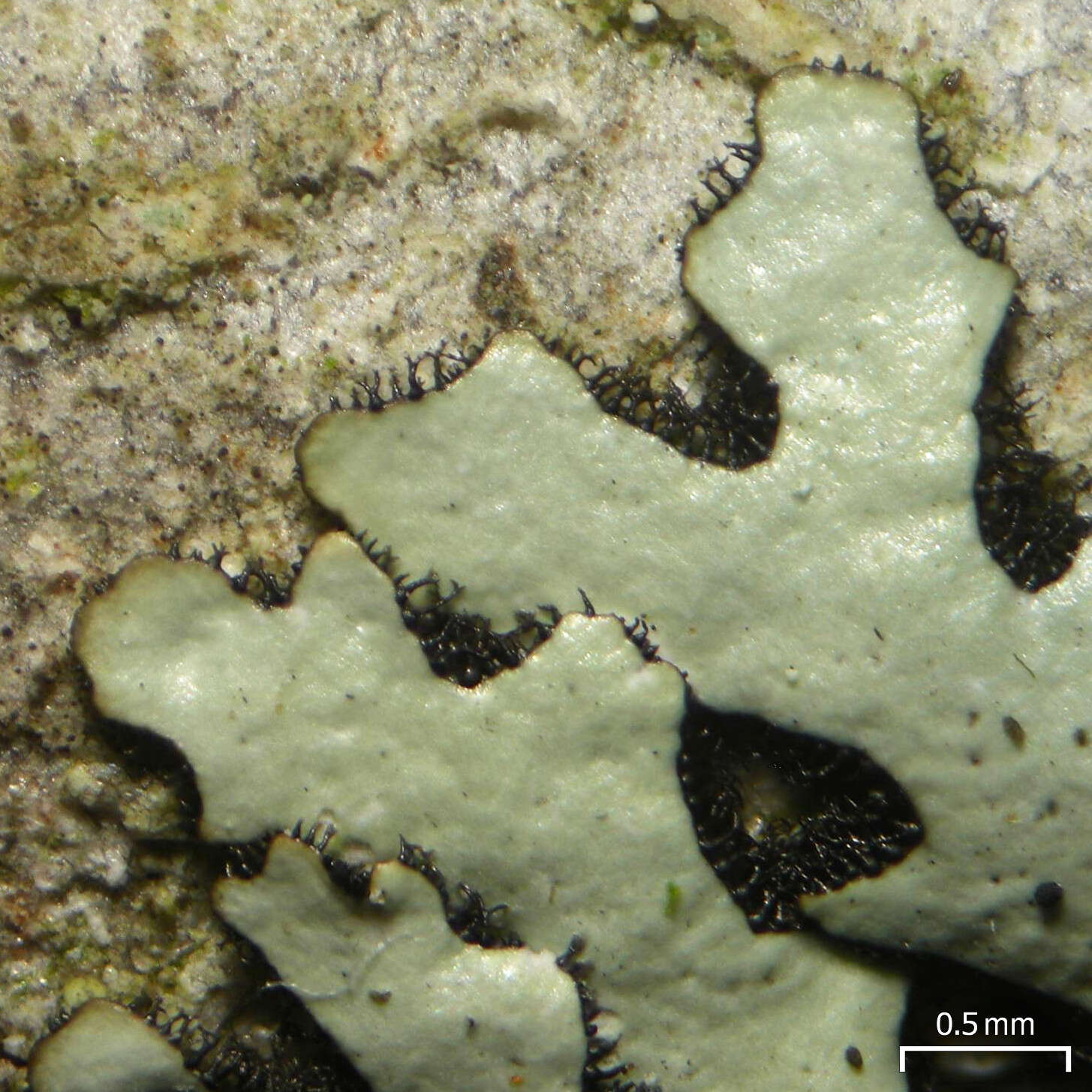 Image of bulbothrix lichen