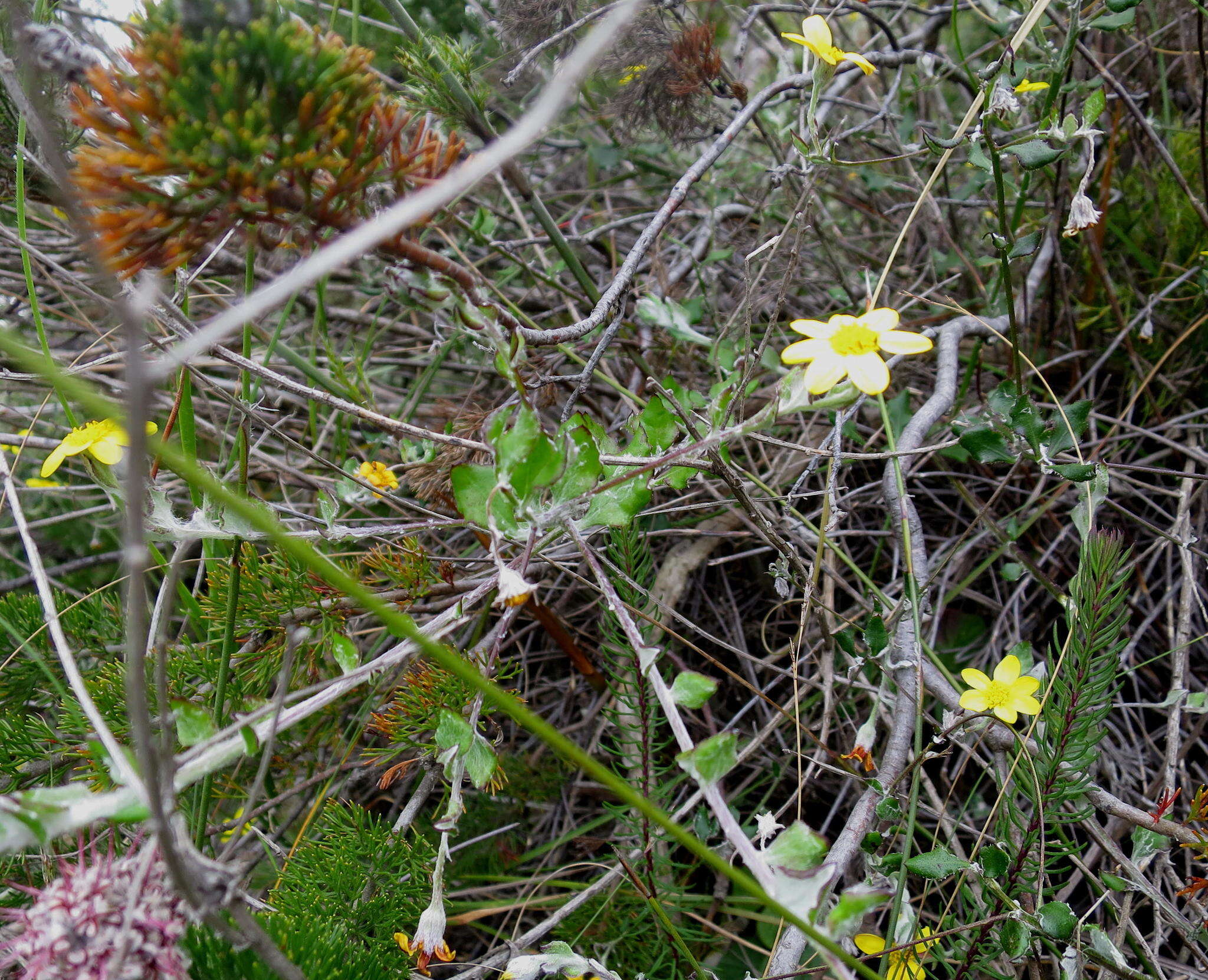 Image of Osteospermum elsieae Norlindh