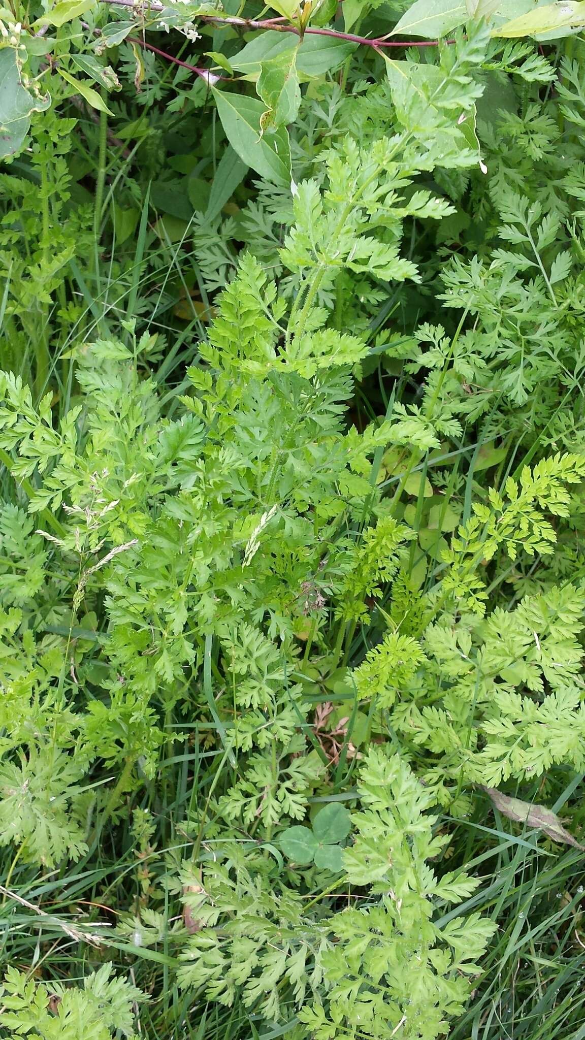 Imagem de Daucus carota L.