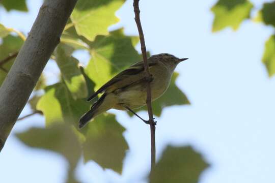 Imagem de Phylloscopus humei (Brooks & WE 1878)