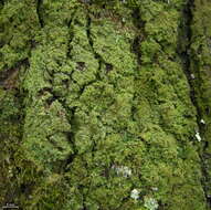 Image of phyllopsora lichen