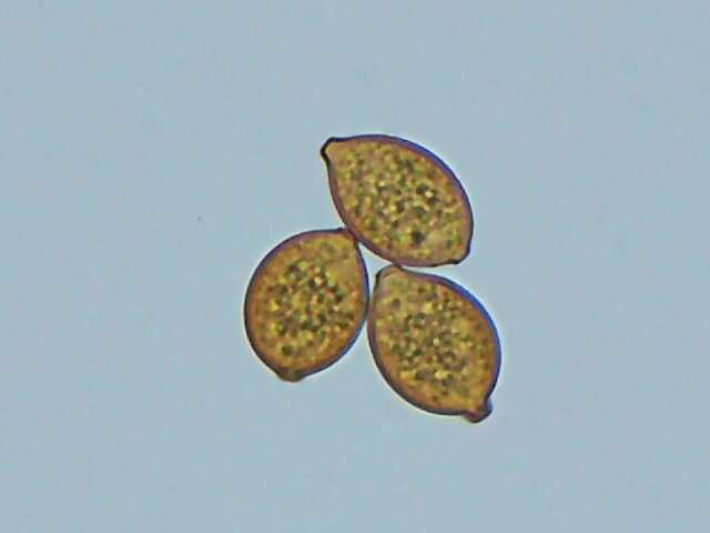 Image of Botryobasidium simile Hol.-Jech. 1969