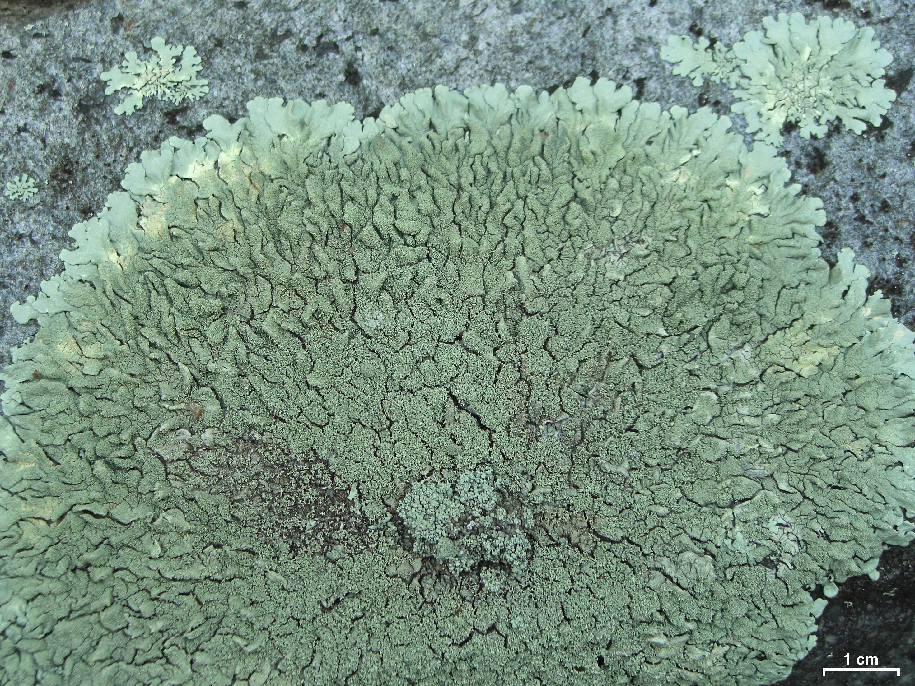 Image of Peppered rock-shield