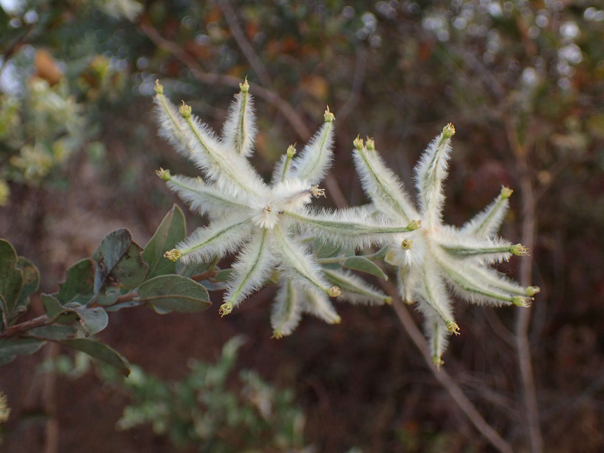 Слика од Guiera senegalensis J. F. Gmel.