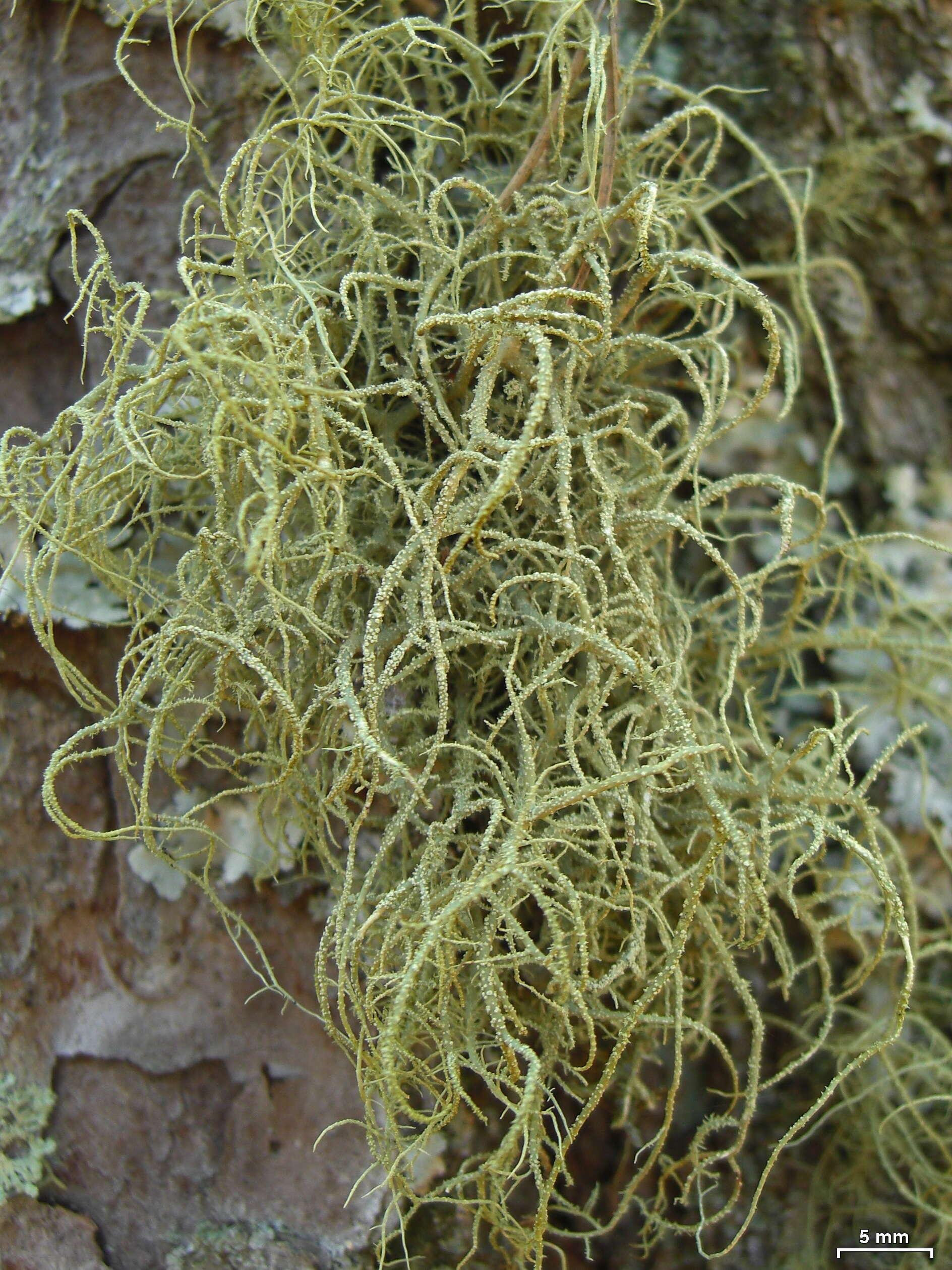 Image of Bloody beard lichen;   Beard lichen