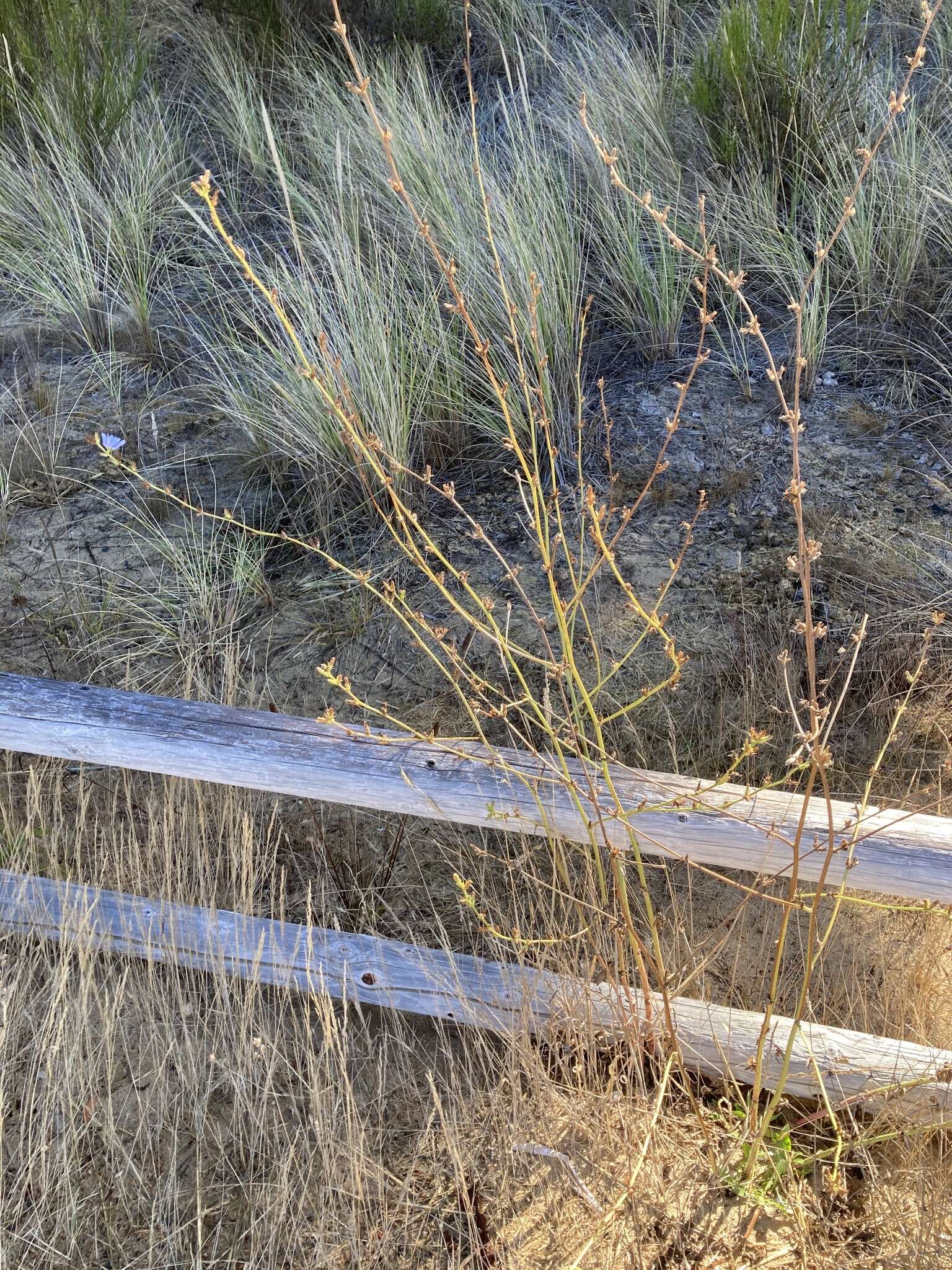 Image of Cichorium intybus subsp. intybus