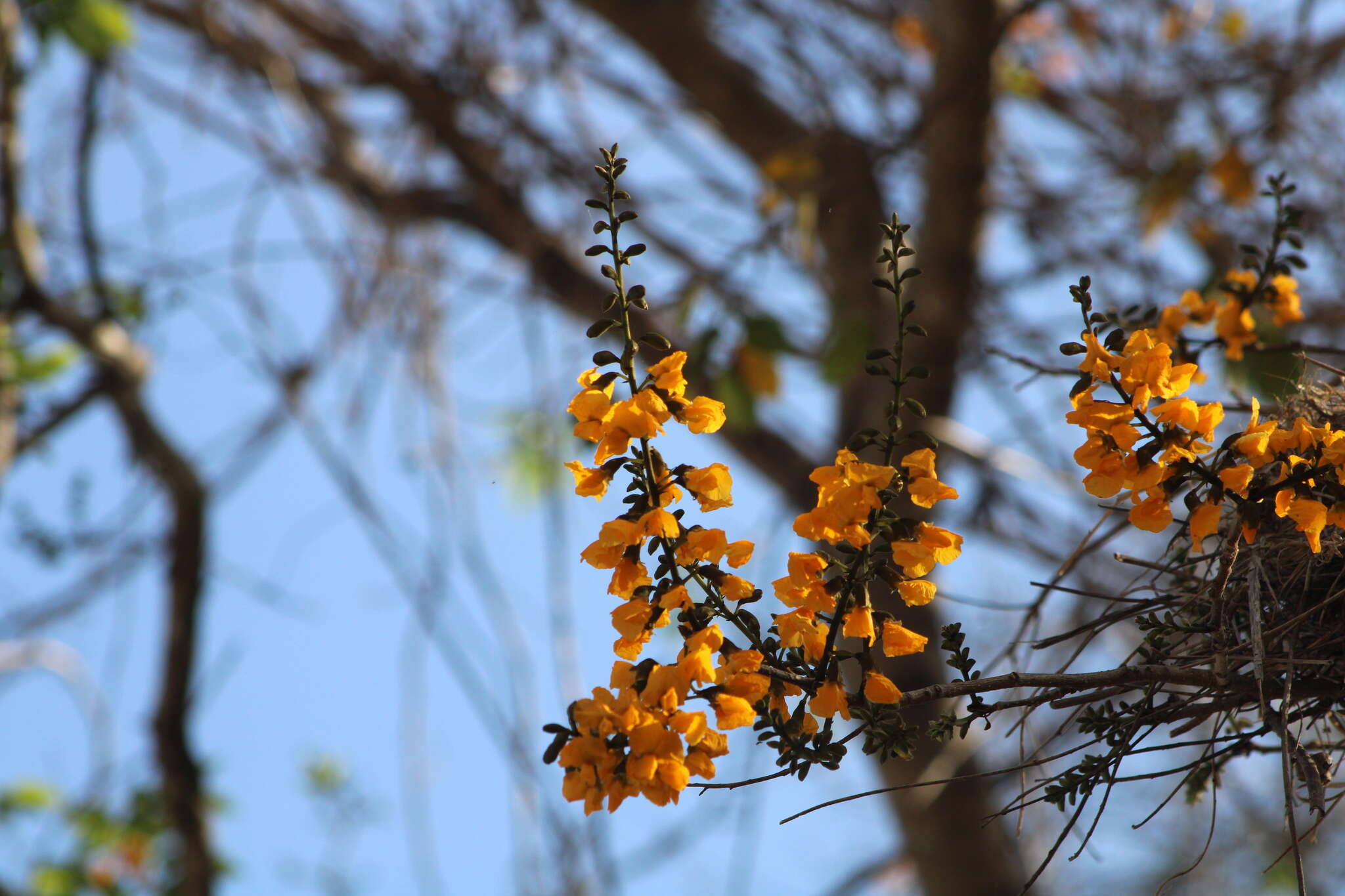 Image of Pterocarpus acapulcensis Rose