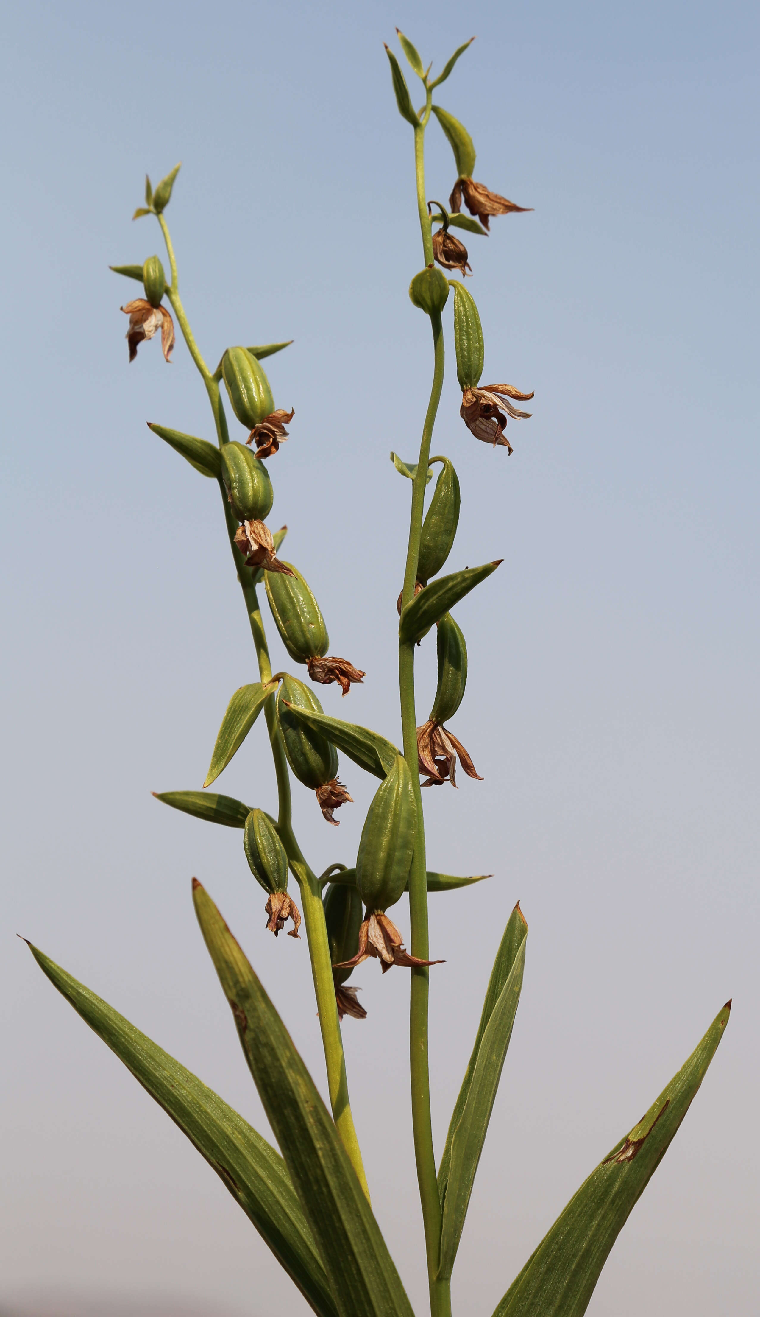 Image of Stream orchid