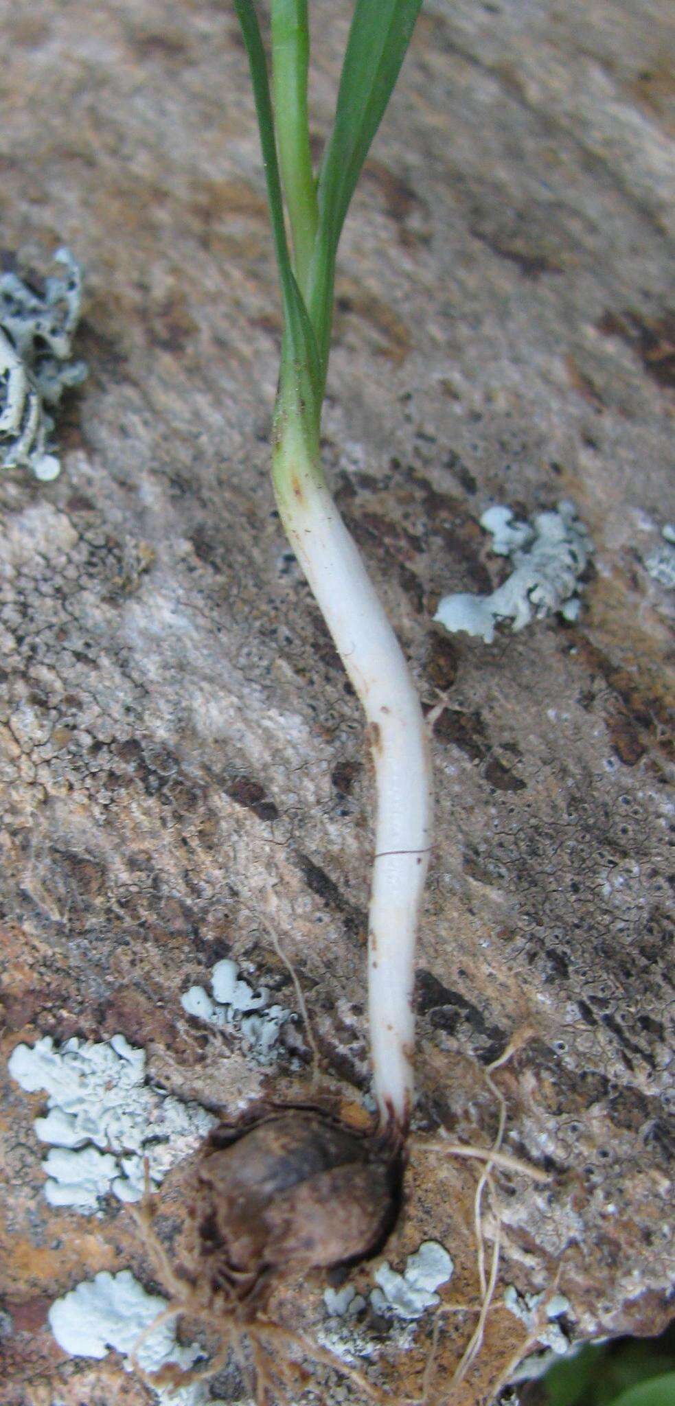 Plancia ëd Hesperantha falcata (L. fil.) Ker Gawl.