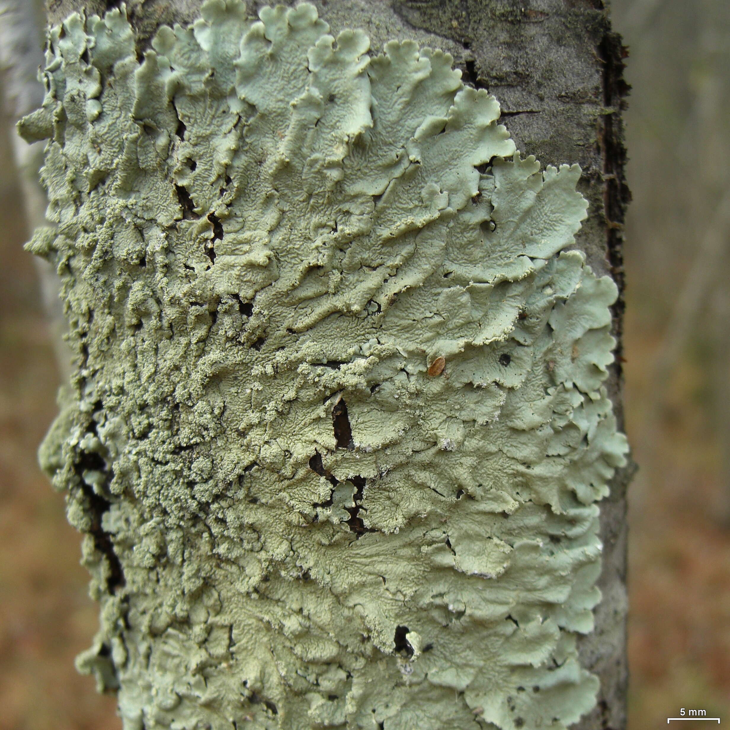 Image of Common greenshield lichen