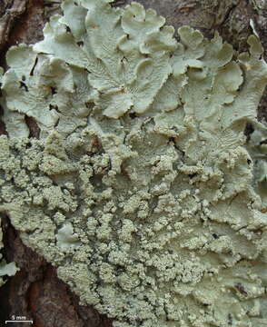 Image of Common greenshield lichen