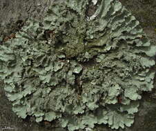 Image of Common greenshield lichen