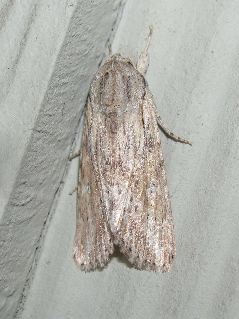 Image of Gray-streaked Armywom Moth