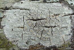 Image of Frosty saucer lichen