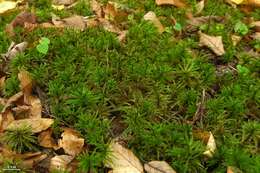 Image of tree climacium moss