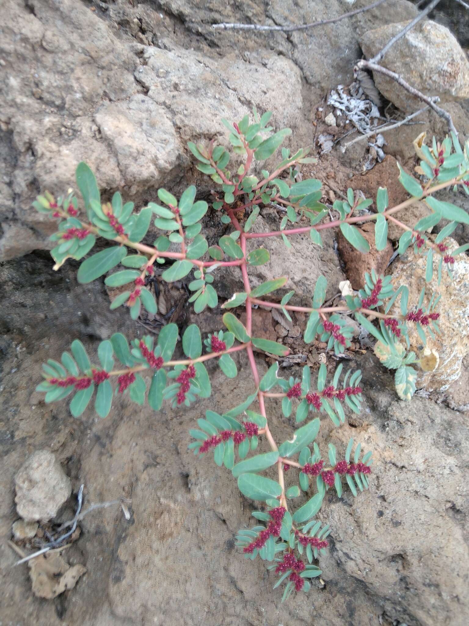 Слика од Euphorbia anthonyi Brandegee