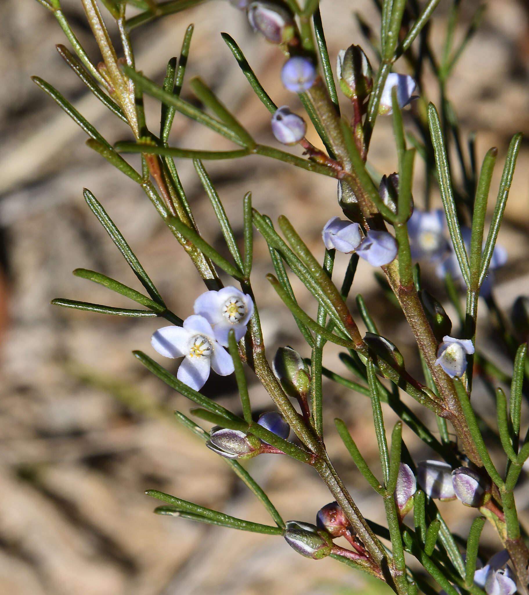 Image of Boronia ramosa (Lindley) Benth.