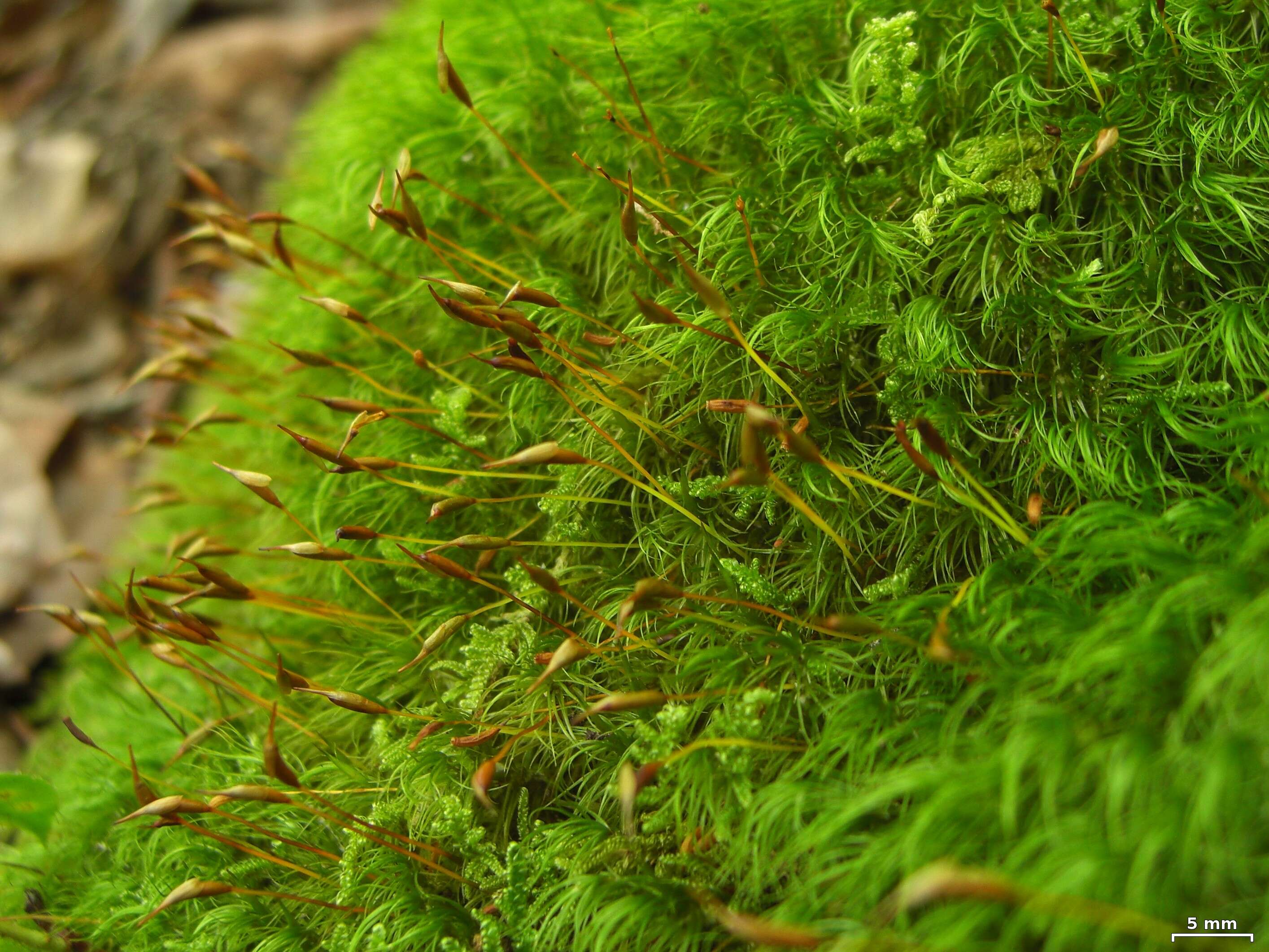 Image of Broom Moss