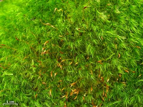 Image of Broom Moss