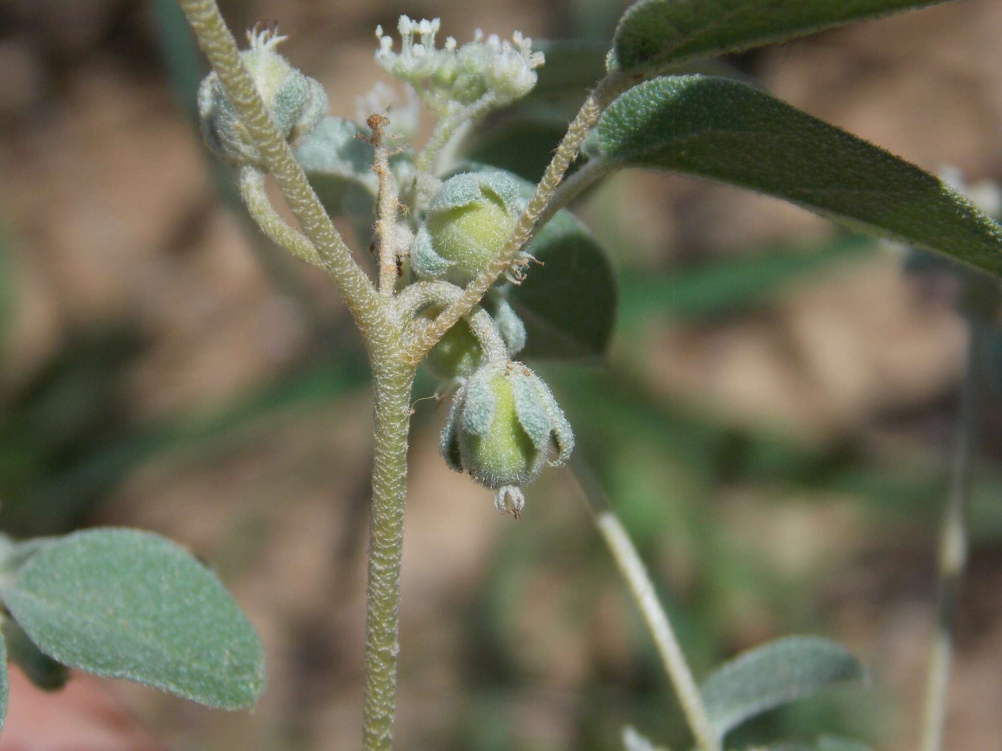 Image of threeseed croton