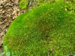 Image of Broom Moss