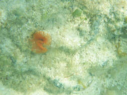 Image of star tubeworm