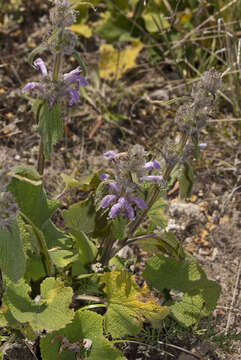 صورة Phlomoides oreophila (Kar. & Kir.) Adylov, Kamelin & Makhm.