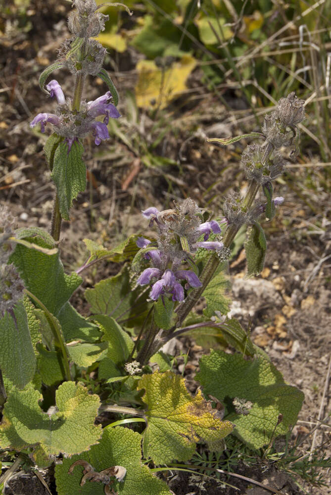 صورة Phlomoides oreophila (Kar. & Kir.) Adylov, Kamelin & Makhm.