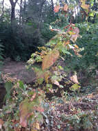 Image of madeira vine