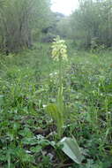 صورة Orchis pallens L.