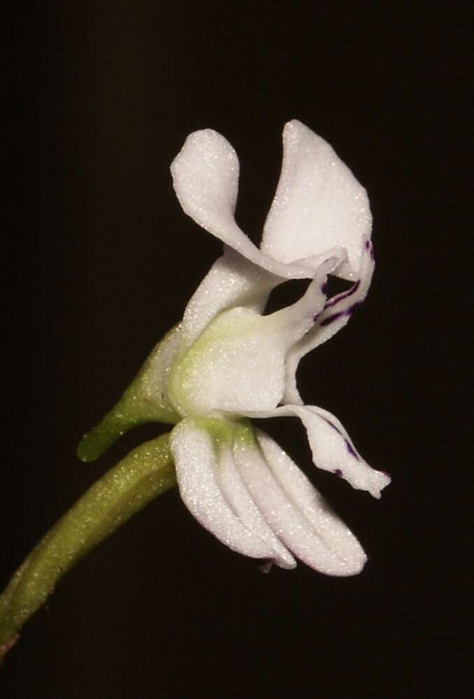 Disa sagittalis (L. fil.) Sw.的圖片