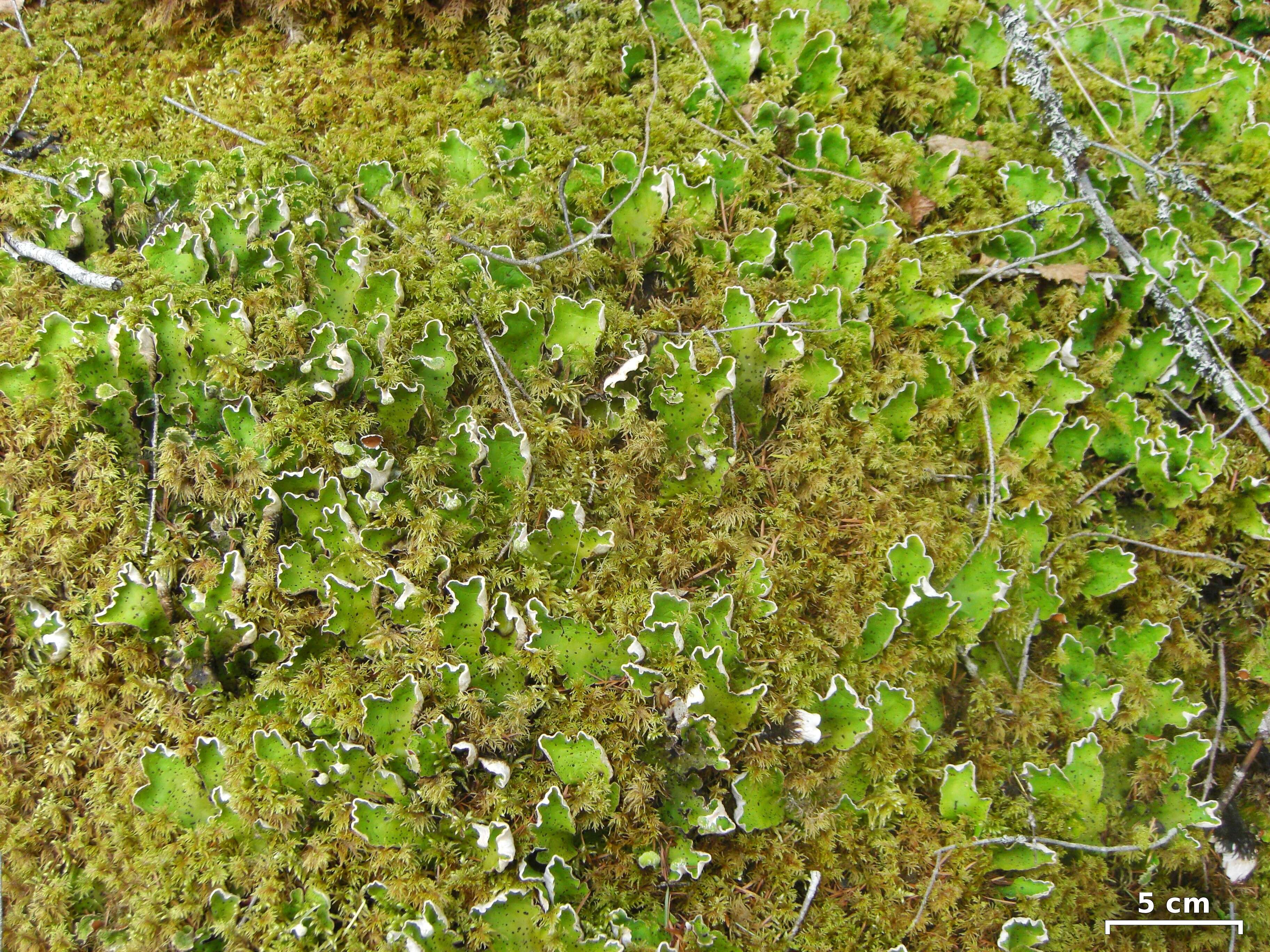 Image of felt lichen