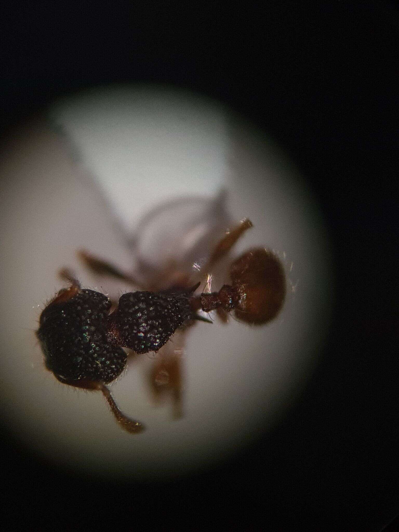 Image of Pheidole longiceps doddi Forel 1910