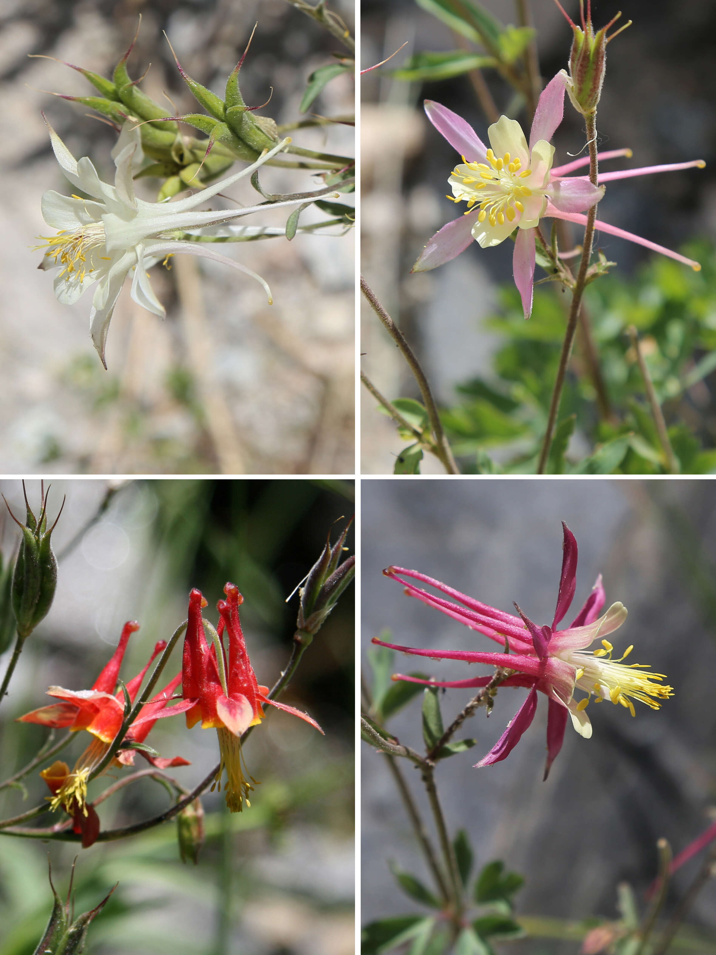 Image of western columbine