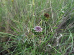 Imagem de Grindelia pulchella var. discoidea (Hook. & Arn.) A. Bartoli & R. D. Tortosa