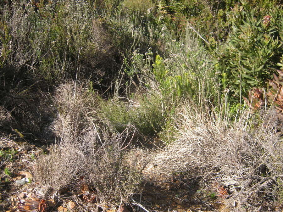 Image of Leucadendron teretifolium (Andrews) I. Williams